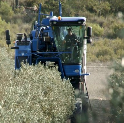 ITTL Cevit el excelente futuro del olivar